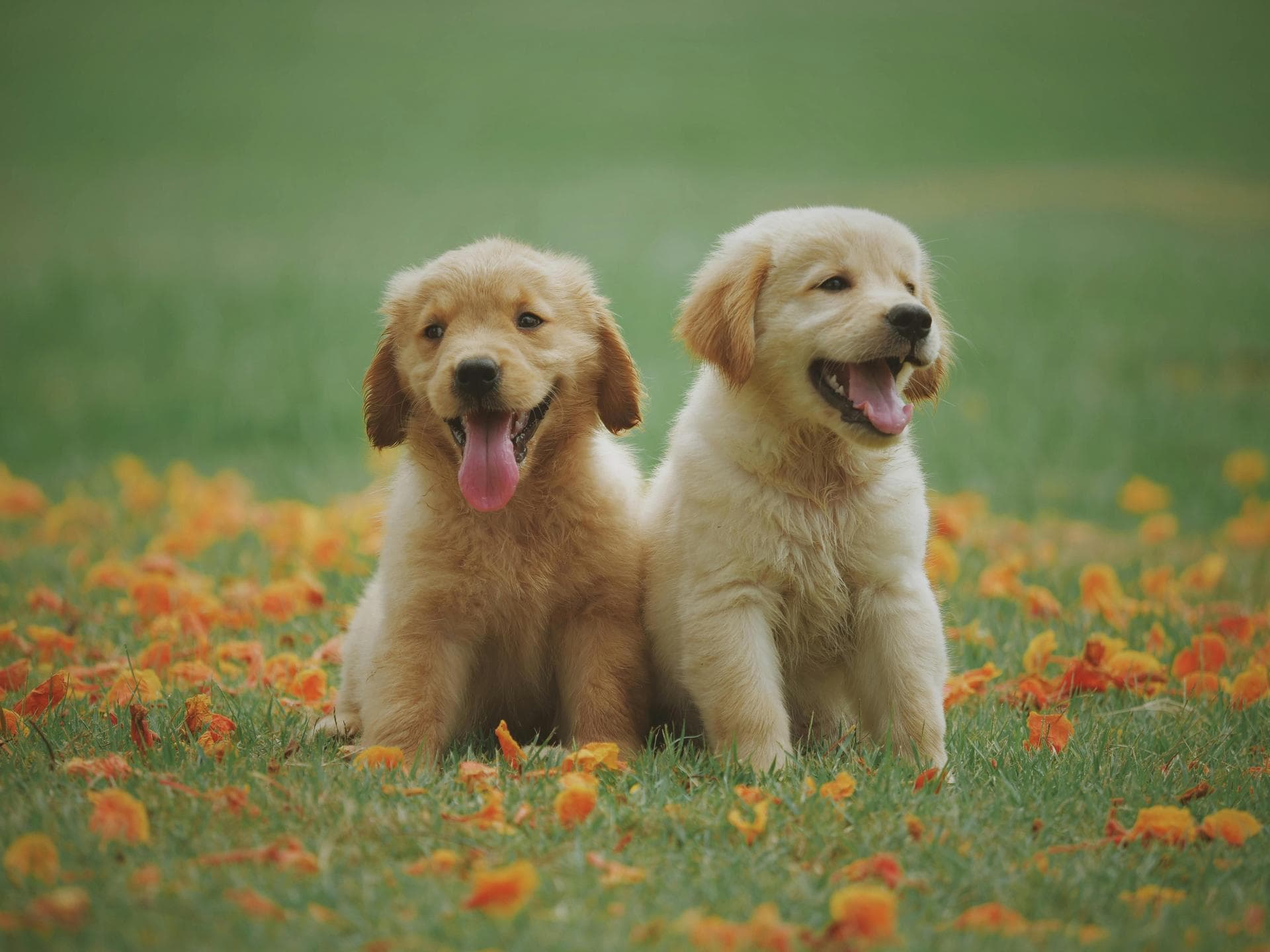 Specialist Vets in Reno