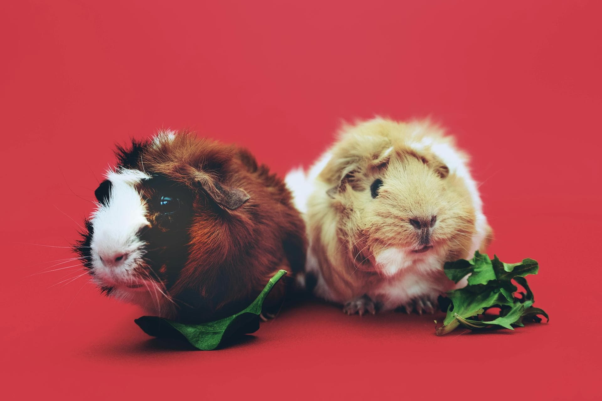 Dog & Cat Vets in Reno