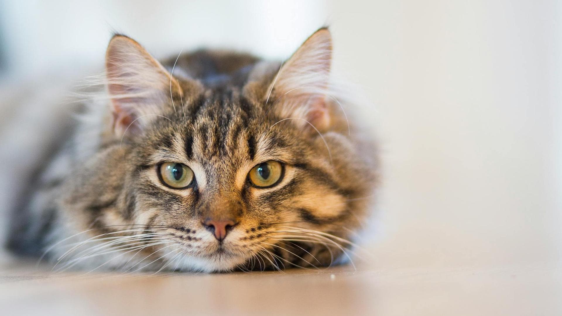 Specialist Vets in Reno